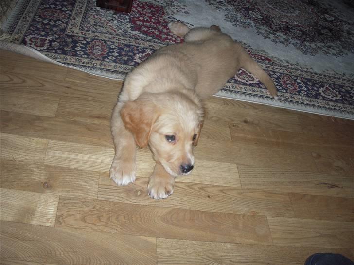Golden retriever Alfred billede 5