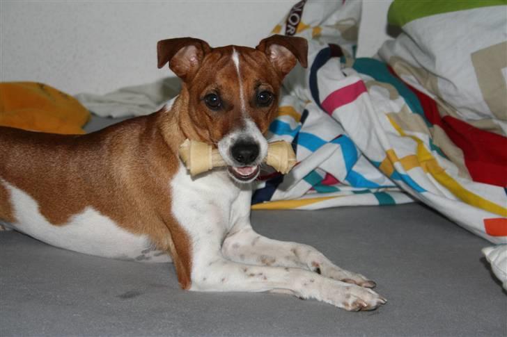 Dansk svensk gaardhund Felix billede 11