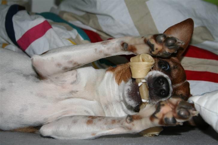 Dansk svensk gaardhund Felix billede 10