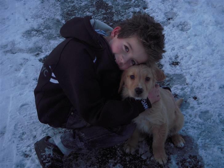 Golden retriever Alfred billede 6