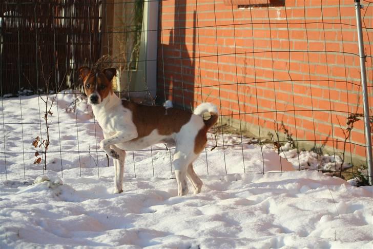 Dansk svensk gaardhund Felix - sne :) Julen 2009  billede 15