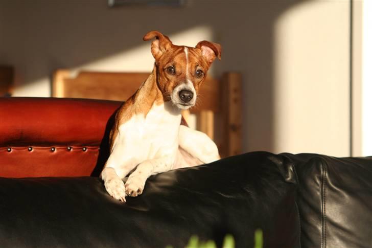 Dansk svensk gaardhund Felix - lægger på den nye sofa, i en sol stribe :) billede 17