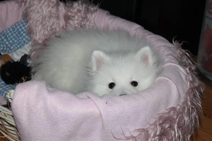 Japansk spids Bailey<3 billede 1