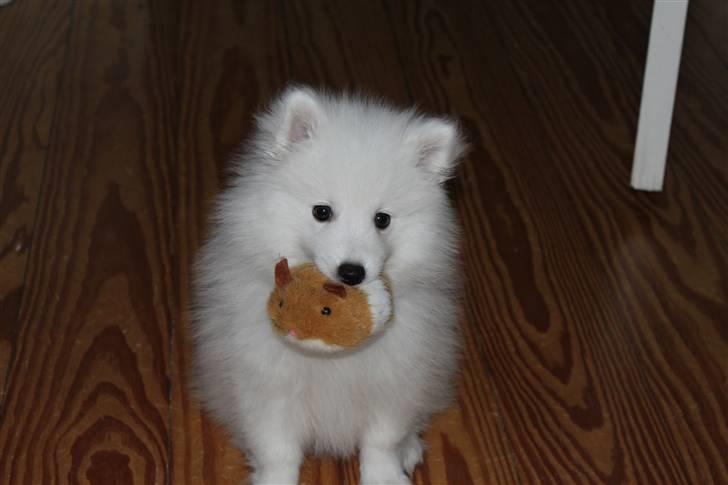 Japansk spids Bailey<3 billede 2