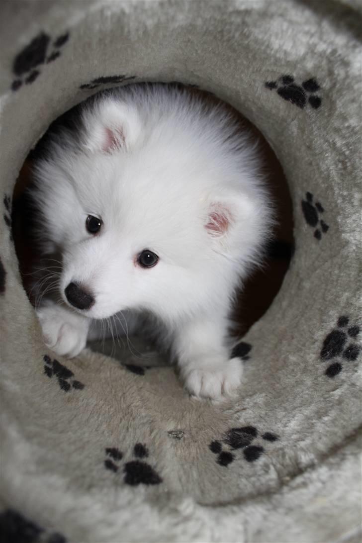 Japansk spids Bailey<3 billede 3