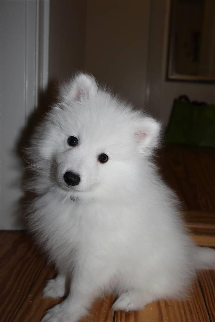 Japansk spids Bailey<3 billede 4