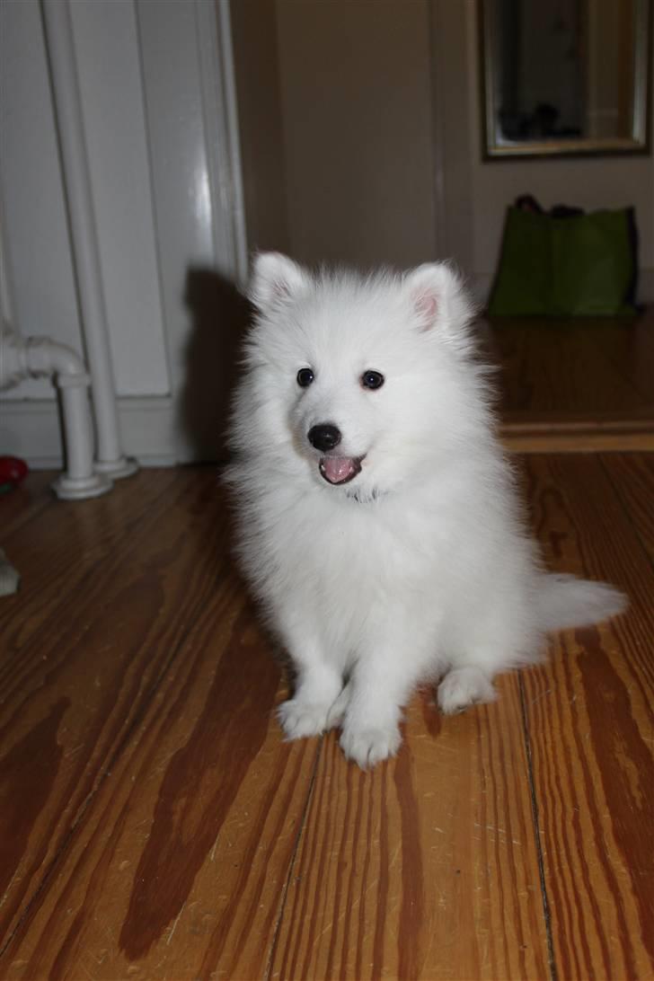 Japansk spids Bailey<3 billede 5