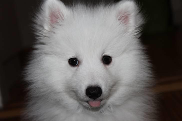 Japansk spids Bailey<3 billede 6