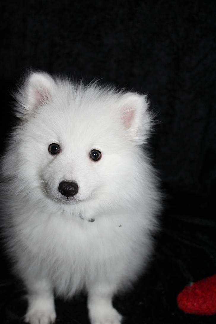 Japansk spids Bailey<3 billede 7