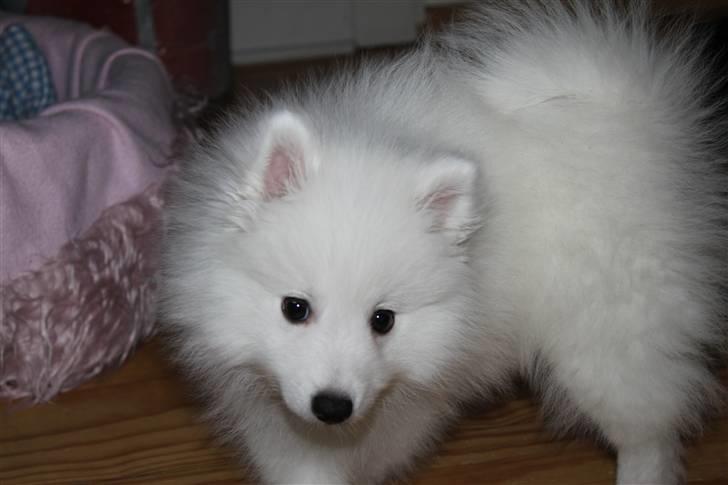 Japansk spids Bailey<3 billede 8