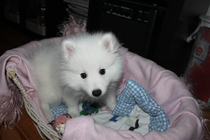 Japansk spids Bailey<3 billede 9