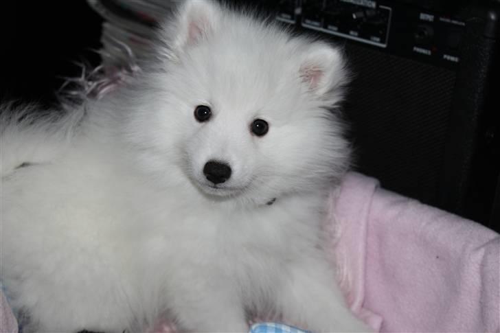 Japansk spids Bailey<3 billede 10