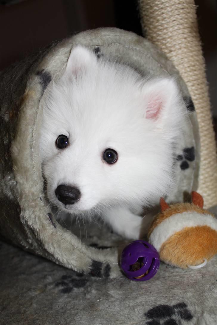 Japansk spids Bailey<3 billede 11