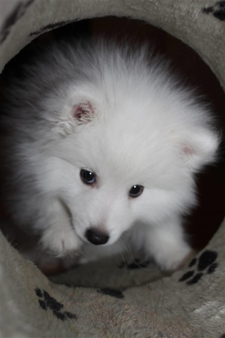 Japansk spids Bailey<3 billede 12