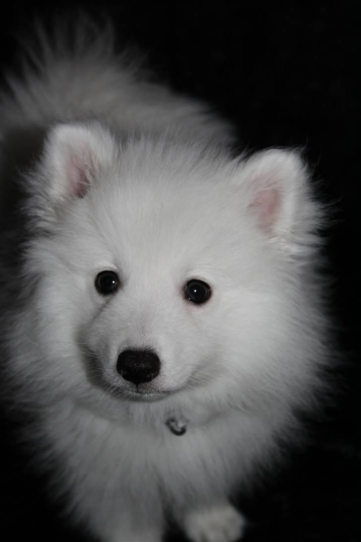 Japansk spids Bailey<3 billede 13