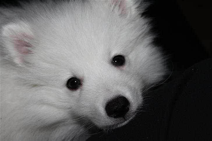 Japansk spids Bailey<3 billede 14