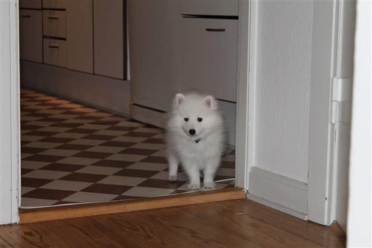 Japansk spids Bailey<3 billede 15