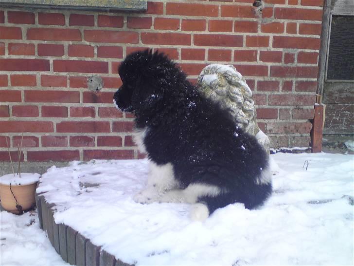 Newfoundlænder Frigg billede 8