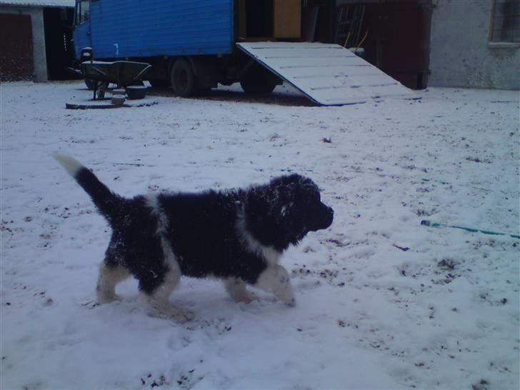 Newfoundlænder Frigg billede 9