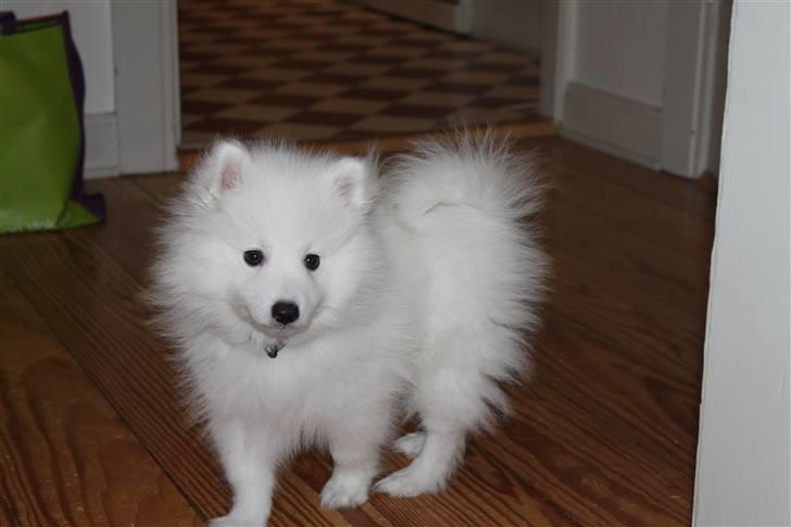 Japansk spids Bailey<3 billede 16