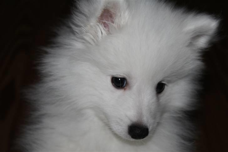 Japansk spids Bailey<3 billede 17