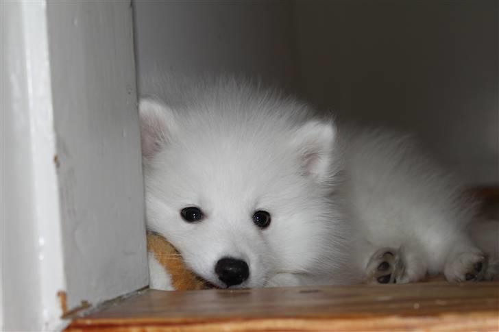 Japansk spids Bailey<3 billede 19