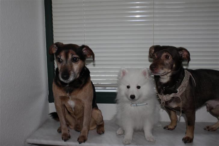 Japansk spids Bailey<3 billede 20