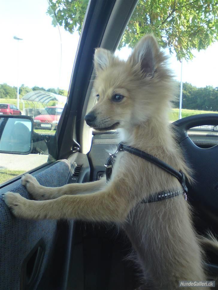 Blanding af racer gangster Tyson ;) billede 6