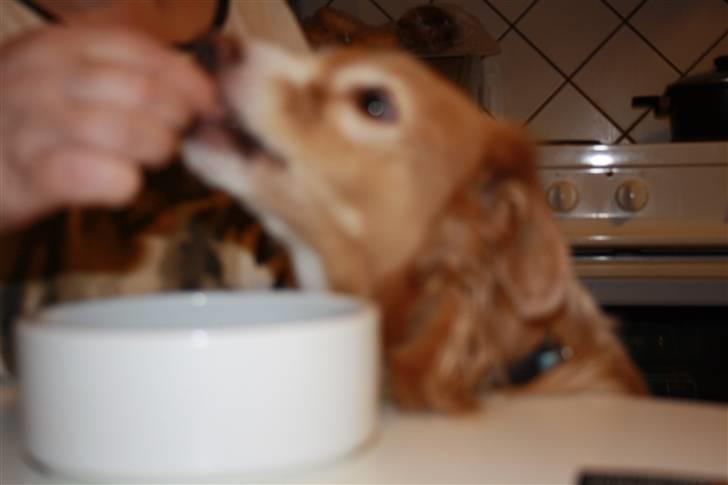 Blanding af racer gismo - jeg er sulten giv mig min mad  billede 9