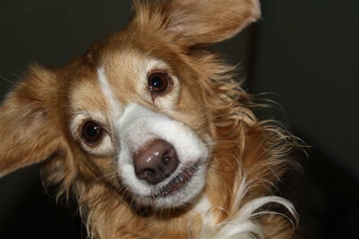 Blanding af racer gismo - er jeg ikke søjde  billede 10