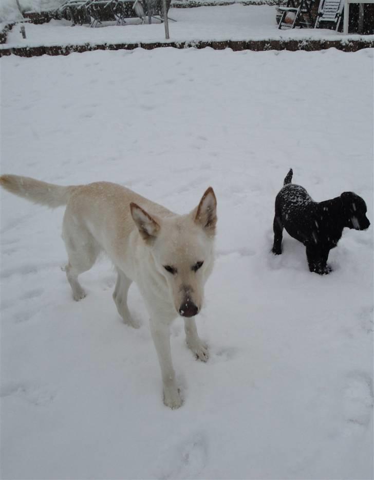 Hvid schæfer Dolly - Zita 1 er her ikke mere så jeg har fået en ny lille veninde ( Zita 2 ) marts 2010. billede 15