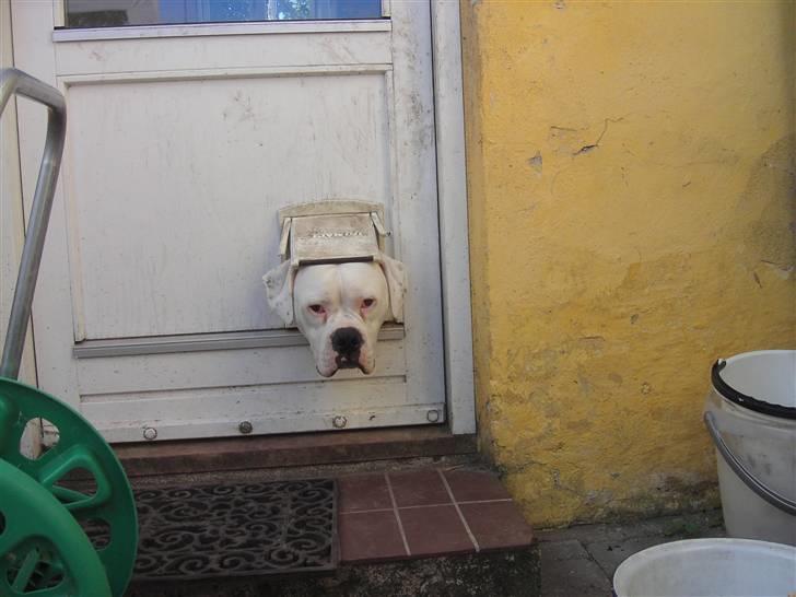 Amerikansk bulldog Homer - kongen er død - Miiaaaauuuuu billede 2