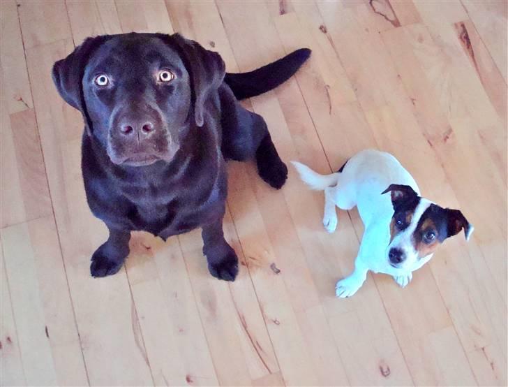 Jack russell terrier Buster billede 4