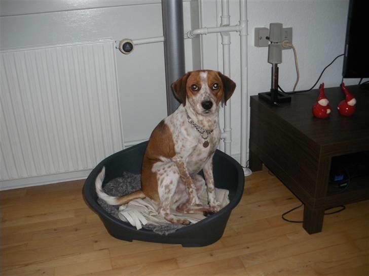 Blanding af racer William billede 15