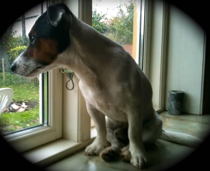 Jack russell terrier Buster billede 5