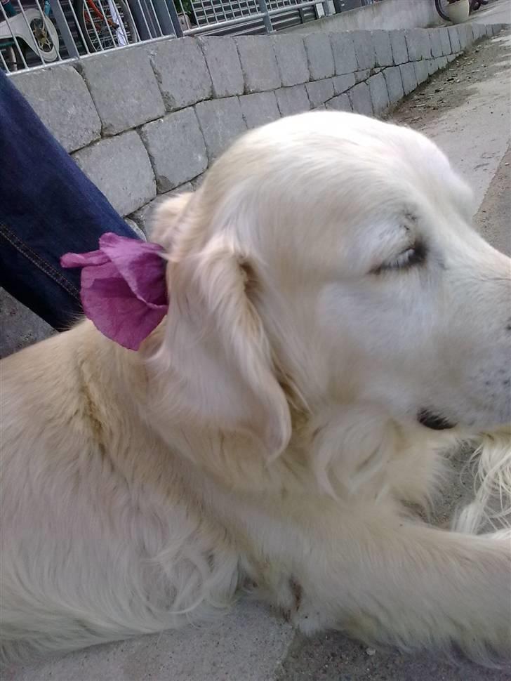 Golden retriever Mille R.I.P <3 billede 13