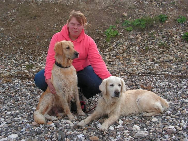 Golden retriever Mille R.I.P <3 billede 14