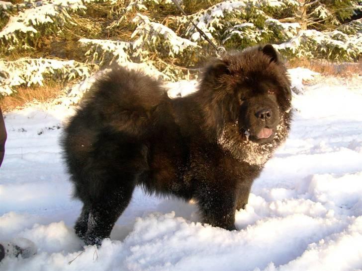 Chow chow Anton - 8 mdr. gammel. billede 11