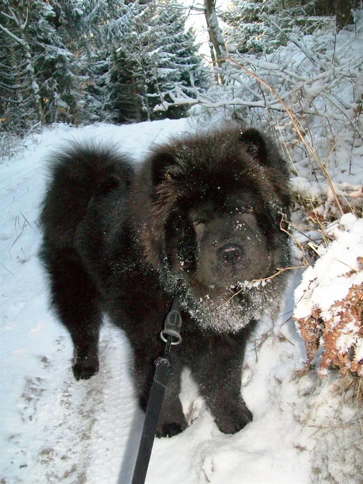 Chow chow Anton - En tur i skoven og lege i sneen! Skønt! billede 12