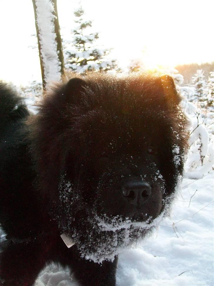 Chow chow Anton - Jeg elsker at gå tur i skoven! billede 13