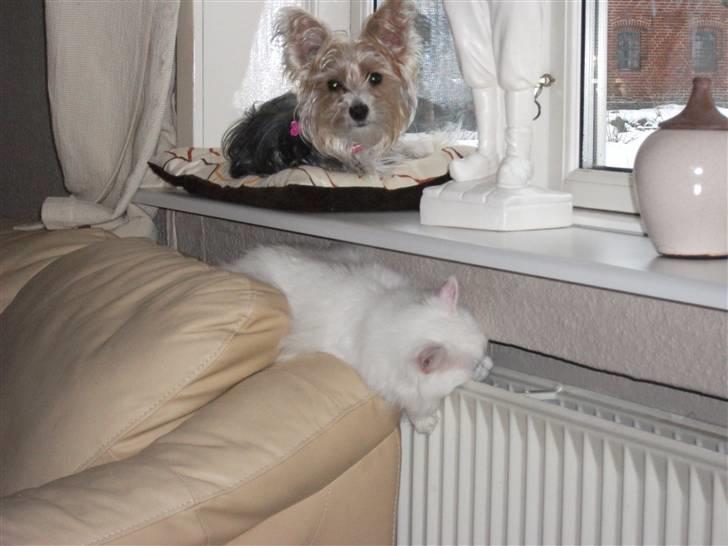 Biewer yorkshire terrier * Baby Doll * billede 14