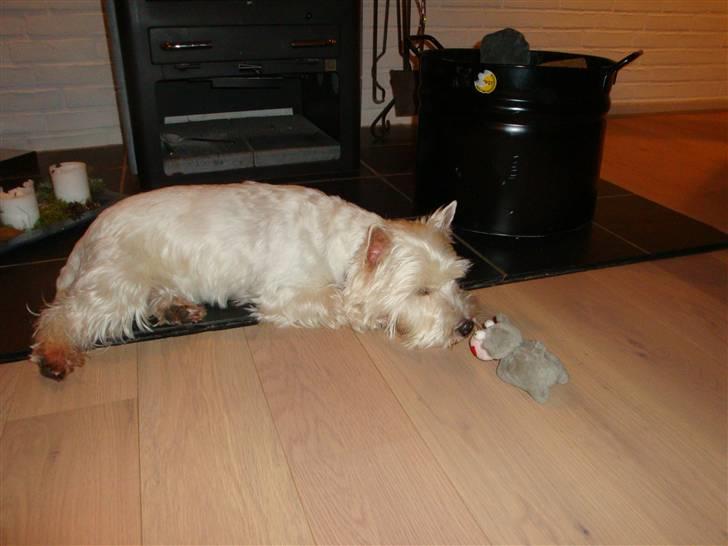 West highland white terrier Malekits Victor billede 20