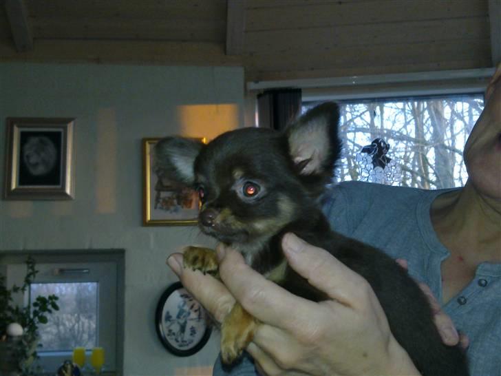 Chihuahua Malekits Oliver - Oliver, da jeg første gang var oppe og se ham billede 4
