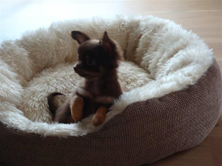 Chihuahua Malekits Oliver billede 5