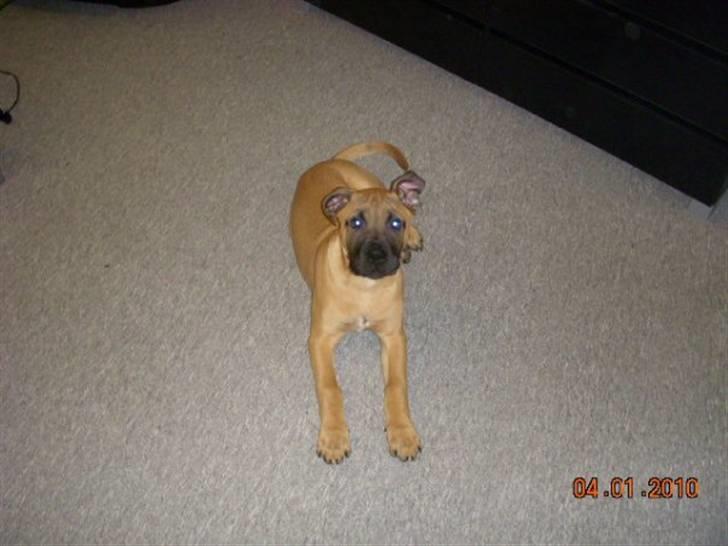 Blanding af racer Odin - 4 mdr. billede 1