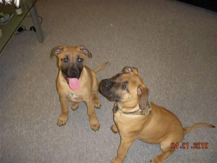 Blanding af racer Odin - Odin sammen med bror Sovs, 4 mdr. billede 2