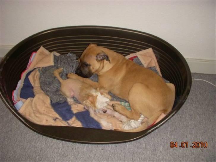 Blanding af racer Odin - Odin og min søsters hund Lunse (Chinese Crested), 4 mdr. billede 3