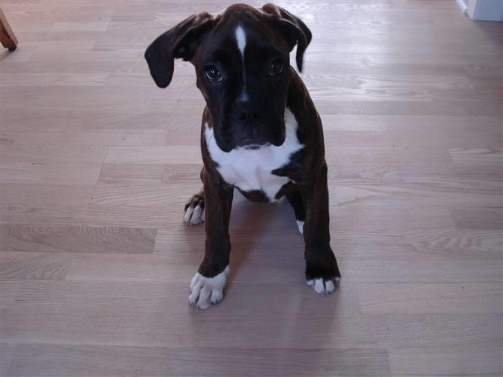 Boxer Akira - billede fra 3. April, så er lige blevet 3 måneder og vejer nu lige over 10 kg. billede 1