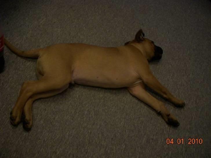 Blanding af racer Odin - Jeg er sååå træt "lille" hvalp ;-), 4 mdr. billede 4