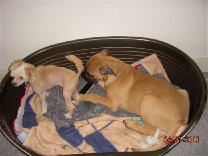 Blanding af racer Odin - Hygge i kurven med Lunse, 4mdr. billede 5